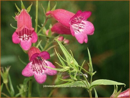 Penstemon &#039;Hidcote Pink&#039; | Schildpadbloem, Slangenkop