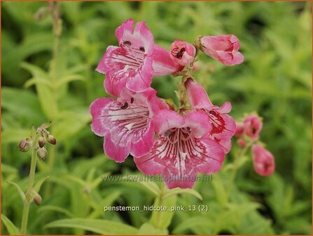 Penstemon &#039;Hidcote Pink&#039; | Schildpadbloem, Slangenkop