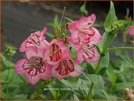 Penstemon &#039;Hidcote Pink&#039; | Schildpadbloem, Slangenkop