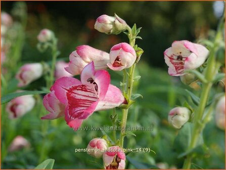 Penstemon &#039;Hidcote Pink&#039; | Schildpadbloem, Slangenkop