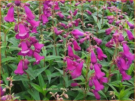 Penstemon &#039;Purple Passion&#039; | Schildpadbloem, Slangenkop