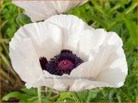 Papaver orientale &#039;Royal Wedding&#039; | Oosterse papaver, Oosterse klaproos