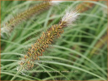 Pennisetum alopecuroides &#039;Cassian&#039; | Lampenpoetsersgras