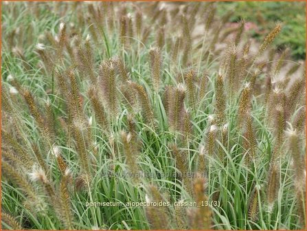 Pennisetum alopecuroides &#039;Cassian&#039; | Lampenpoetsersgras