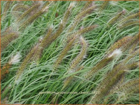 Pennisetum alopecuroides &#039;Cassian&#039; | Lampenpoetsersgras