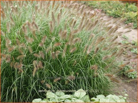 Pennisetum alopecuroides &#039;Cassian&#039; | Lampenpoetsersgras