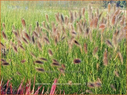 Pennisetum alopecuroides &#039;Cassian&#039; | Lampenpoetsersgras