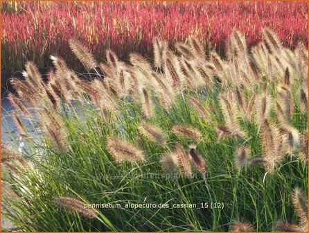 Pennisetum alopecuroides &#039;Cassian&#039; | Lampenpoetsersgras