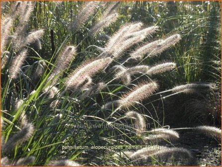 Pennisetum alopecuroides &#039;Hameln&#039; | Lampenpoetsersgras