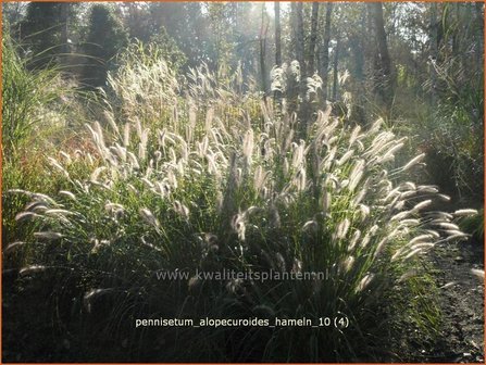 Pennisetum alopecuroides &#039;Hameln&#039; | Lampenpoetsersgras