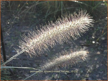 Pennisetum alopecuroides &#039;Hameln&#039; | Lampenpoetsersgras