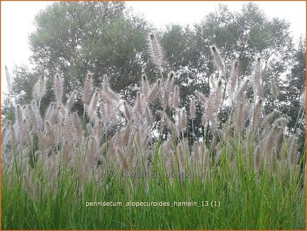 Pennisetum alopecuroides &#039;Hameln&#039; | Lampenpoetsersgras