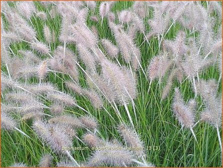 Pennisetum alopecuroides &#039;Hameln&#039; | Lampenpoetsersgras