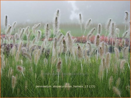 Pennisetum alopecuroides &#039;Hameln&#039; | Lampenpoetsersgras