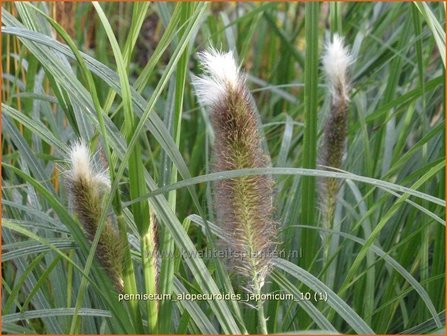 Pennisetum alopecuroides &#039;Japonicum&#039; | Lampenpoetsersgras