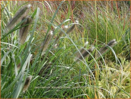 Pennisetum alopecuroides &#039;Japonicum&#039; | Lampenpoetsersgras