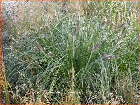 Pennisetum alopecuroides &#039;Japonicum&#039; | Lampenpoetsersgras