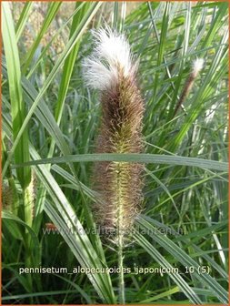 Pennisetum alopecuroides &#039;Japonicum&#039; | Lampenpoetsersgras