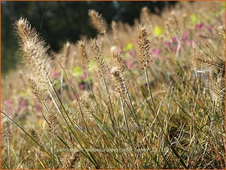 Pennisetum alopecuroides &#039;Little Honey&#039; | Lampenpoetsersgras