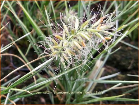 Pennisetum alopecuroides &#039;Little Honey&#039; | Lampenpoetsersgras