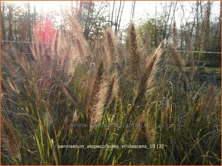 Pennisetum alopecuroides &#039;Viridescens&#039; | Lampenpoetsersgras