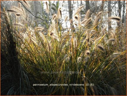 Pennisetum alopecuroides &#039;Viridescens&#039; | Lampenpoetsersgras