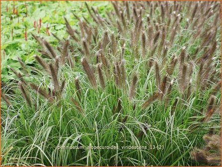 Pennisetum alopecuroides &#039;Viridescens&#039; | Lampenpoetsersgras