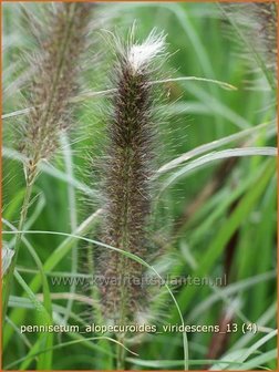 Pennisetum alopecuroides &#039;Viridescens&#039; | Lampenpoetsersgras