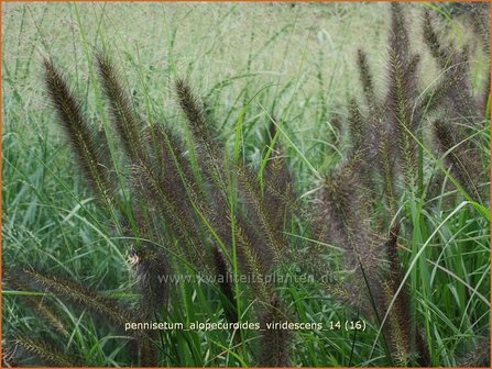 Pennisetum alopecuroides &#039;Viridescens&#039; | Lampenpoetsersgras