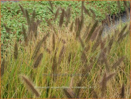 Pennisetum alopecuroides &#039;Viridescens&#039; | Lampenpoetsersgras