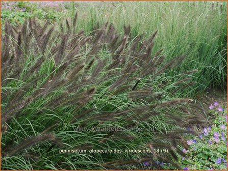 Pennisetum alopecuroides &#039;Viridescens&#039; | Lampenpoetsersgras