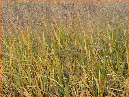 Panicum virgatum &#039;Warrior&#039; | Vingergras, Parelgierst