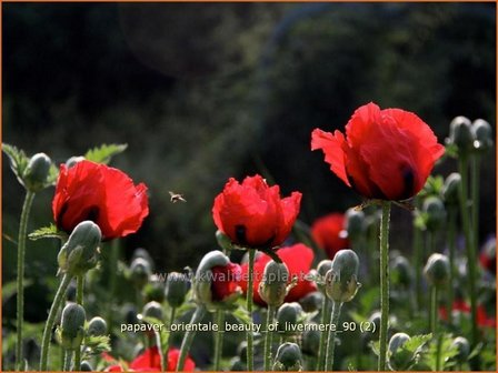 Papaver orientale &#039;Beauty of Livermere&#039; | Oosterse papaver, Oosterse klaproos