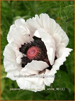 Papaver orientale &#039;Perry&#039;s White&#039; | Oosterse papaver, Oosterse klaproos
