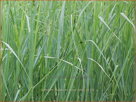 Panicum virgatum &#039;Cloud Nine&#039; | Vingergras, Parelgierst