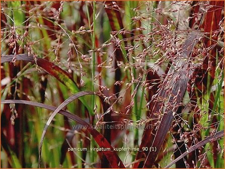 Panicum virgatum &#039;Kupferhirse&#039; | Vingergras, Parelgierst