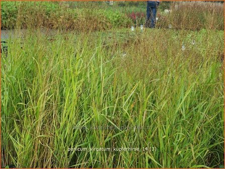 Panicum virgatum &#039;Kupferhirse&#039; | Vingergras, Parelgierst