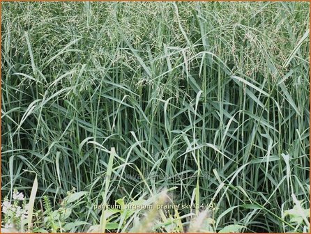 Panicum virgatum &#039;Prairie Sky&#039; | Vingergras, Parelgierst