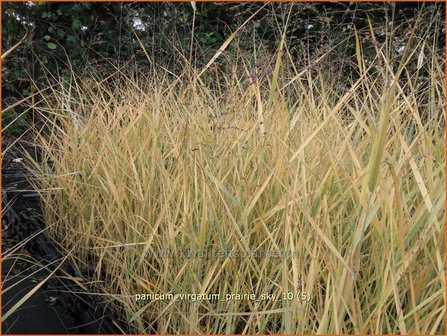 Panicum virgatum &#039;Prairie Sky&#039; | Vingergras, Parelgierst