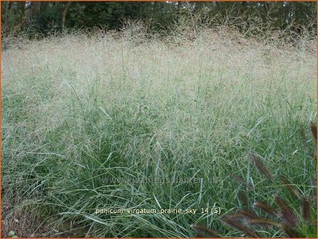 Panicum virgatum &#039;Prairie Sky&#039; | Vingergras, Parelgierst