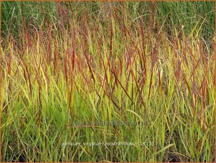 Panicum virgatum &#039;Rotstrahlbusch&#039; | Vingergras, Parelgierst