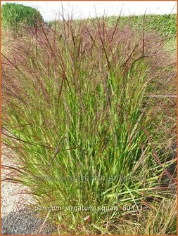 Panicum virgatum &#039;Squaw&#039; | Vingergras, Parelgierst