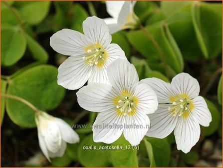 Oxalis acetosella | Klaverzuring