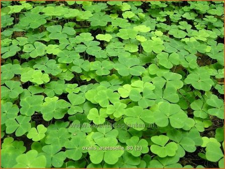 Oxalis acetosella | Klaverzuring