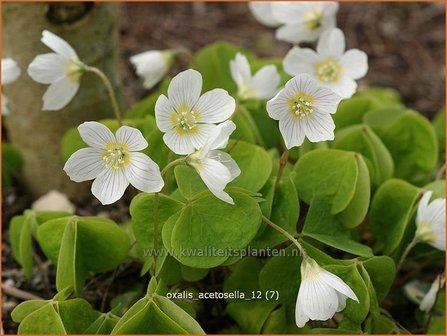 Oxalis acetosella | Klaverzuring