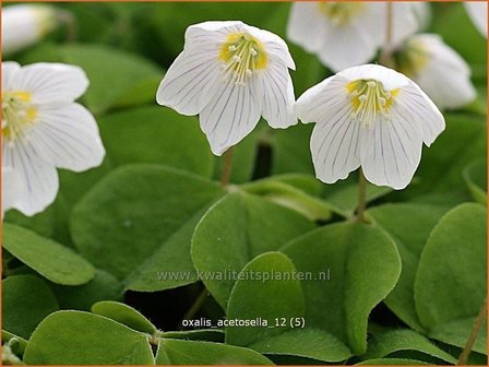 Oxalis acetosella | Klaverzuring