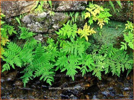 Osmunda japonica | Koningsvaren