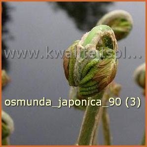 Osmunda japonica | Koningsvaren