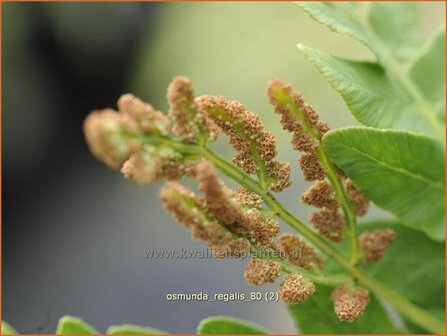 Osmunda regalis | Koningsvaren | Gew&ouml;hnlicher Rispenfarn