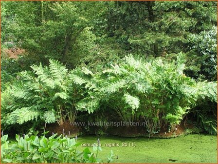 Osmunda regalis | Koningsvaren | Gew&ouml;hnlicher Rispenfarn